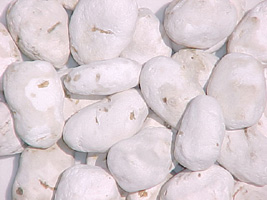 chuo blanco