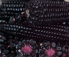 maiz morado