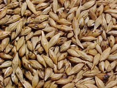  cebadatostada