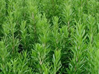 bolza x 1/4 oz